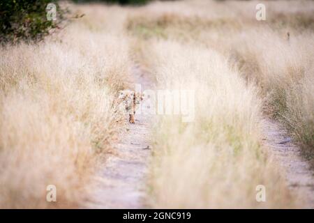 Deux petits lions, Panthera leo, regardent vers le bas une piste de terre à travers la longue herbe jaune. Banque D'Images