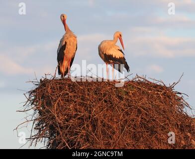 Couple familial de White Storks (Ciconia ciconia) de sexe masculin et de sexe féminin apprécient l'autre compagnie sur le nid le matin Banque D'Images