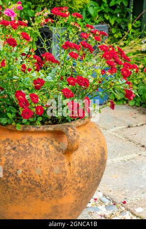 Arbuste miniature de rose rouge poussant dans un pot en terre cuite en été. Banque D'Images