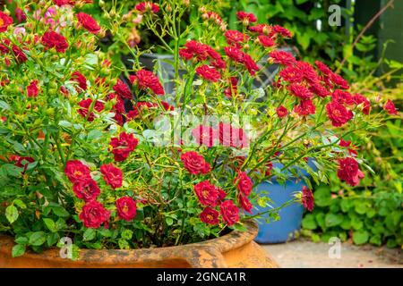 Arbuste miniature de rose rouge poussant dans un pot en terre cuite en été. Banque D'Images