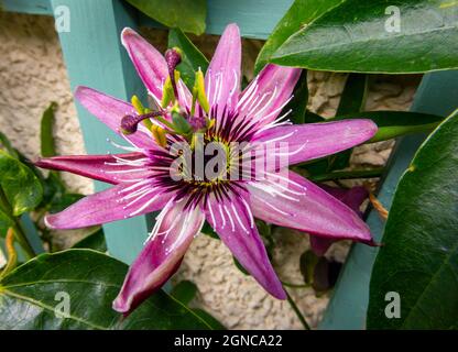 Passiflora ou passion fleur ou passion vigne, est un genre d'environ 550 espèces de plantes à fleurs, le genre type de la famille des Passifloraceae. Banque D'Images