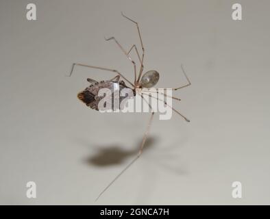 Pholcidae Spider tournant une toile autour d'un bogue de la poussette Banque D'Images