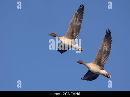 Couple aimant d'oies des haricots (Anser fabalis) sync voler dans le ciel bleu près l'un de l'autre au printemps Banque D'Images