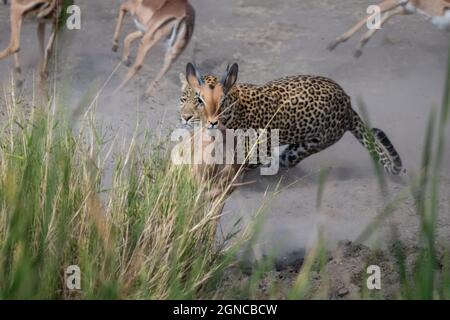 Un léopard, Panthera pardus, chase un impala, Aepyceros melampus Banque D'Images