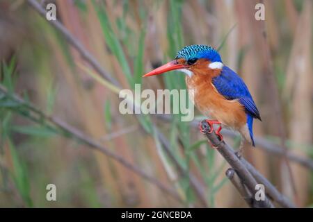 Malachite Kingfisher, Corythornis cristatus, perché sur le roseau Banque D'Images