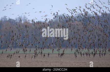 Très grand troupeau de Ruffs (Calidris pugnax) en vol au-dessus des terres arides pendant la migration printanière Banque D'Images