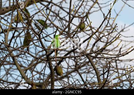 Petit perroquet vert perché sur des branches sans feuilles Banque D'Images