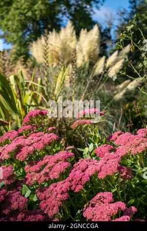 L'herbe de Pampas pousse dans le jardin clos historique d'Eastcote House, dans le Borough de Hillingdon, Londres, Royaume-Uni. Fleurs de sédum rouge au premier plan. Banque D'Images