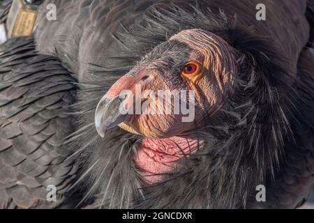 Condor de Californie Banque D'Images