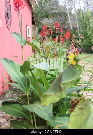 La Canna fleurit le long d'une grange rouge. Banque D'Images