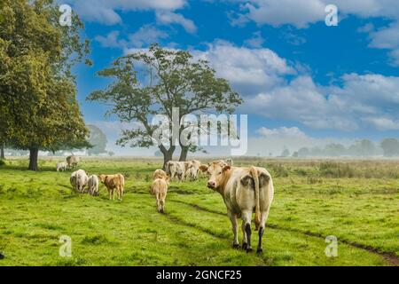 Troupeau de vaches avec des veaux marchant et broutant dans la nature dans un pâturage naturel avec des herbes sauvages et le bord de la forêt et des arbres solitaires Banque D'Images