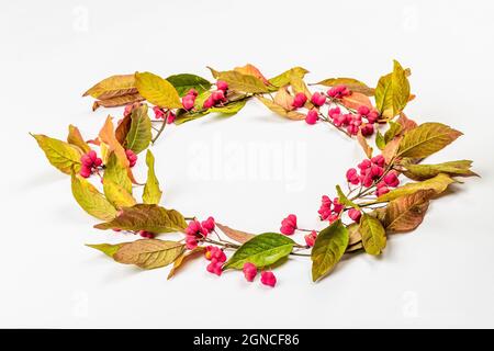 Couronne d'Euonymus europaeus isolée sur fond blanc. Cadre d'automne composition décorative avec des fruits toxiques, des graines d'orange, et l'automne coloré Banque D'Images