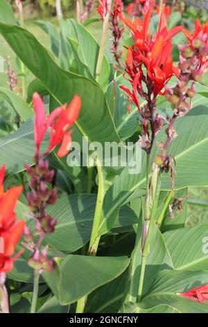 Fleurs de canna-lis tropicales en gros plan. Banque D'Images