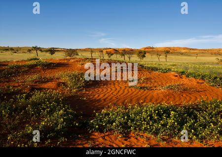 Réserve panoramique de la vallée du Tsondab : tête de chèvre (Tribulus terrestris) en pleine floraison sur une dune dans le désert du Namib, district de Windhoek, région de Khomas, Namibie Banque D'Images