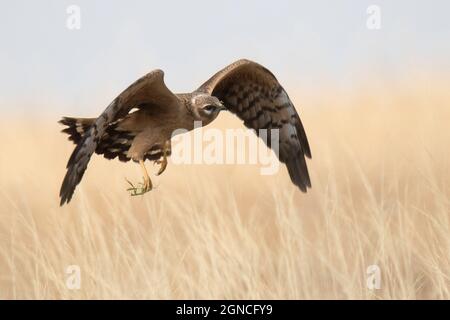 Montagues harrier (Circus pygargus) avec la proie de la mante européenne (Mantis religiosa) Banque D'Images