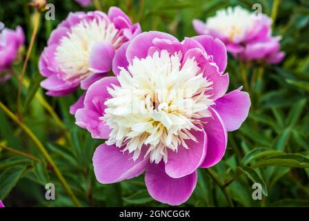 Gros plan de la grande tête de Paeonia lactiflora bol de Beauté dans le jardin herbacé frontière. Banque D'Images