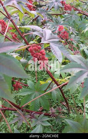Gousses rouges d'une plante de haricot de Castor. Banque D'Images