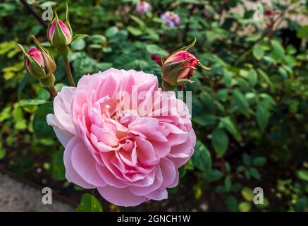 Fleur rose de la Floribunda anglaise ancienne rose dans un groupe de bourgeons. Banque D'Images