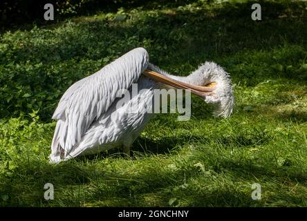 Le pélican dalmatien (Pelecanus crispus) sur une herbe verte. Banque D'Images