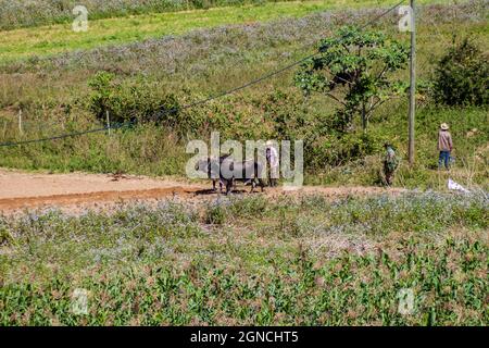 VINALES, CUBA - 18 FÉVRIER 2016 : travaux agricoles de la vallée de Vinales Cuba Banque D'Images