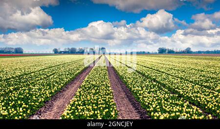 Scène de printemps étonnante avec des champs de fleurs de tulipe. Scène extérieure colorée à Nethrlands, dans le village de Lisse, en Europe. Beauté de la nature con Banque D'Images