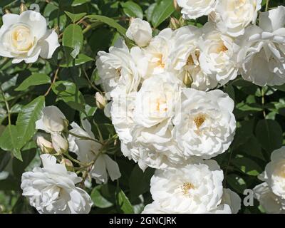Roses nobles blanches fleuris dans le jardin Banque D'Images
