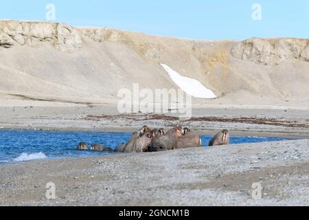 Famille de morses sur la rive. Paysage arctique. Banque D'Images