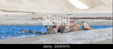 Famille de morses sur la rive. Paysage arctique. Banque D'Images