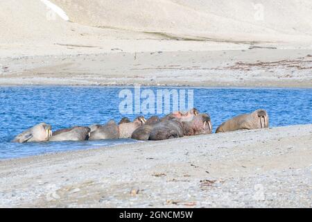 Famille de morses sur la rive. Paysage arctique. Banque D'Images