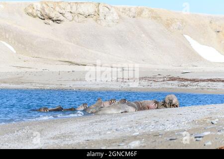 Famille de morses sur la rive. Paysage arctique. Banque D'Images