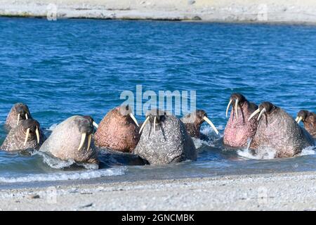 Famille de morses sur la rive. Paysage arctique. Banque D'Images