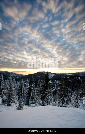 Paysage d'hiver avec forêt de pins Banque D'Images