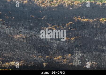 Malaga, Espagne. 24 septembre 2021. 24 septembre 2021 : 24 septembre 2021 (Estepona, Malaga) l'incendie qui a éclaté en Sierra Bermeja le 8 septembre et est resté incontrôlé jusqu'au jour 14, qui a brûlé environ 10,000 hectares et déplacé plus de 3600 personnes de sept villes, dont six ont été expulsées (Jubrique, Faraján, Júzcar, Alpandeire, Pujerra et Genalguacil), laissé derrière un terrain dévasté. Ce territoire, avec plusieurs sites Natura 2000 affectés, a laissé de nombreuses espèces sauvages désorientées, blessées et sans ressources nutritionnelles. On peut le considérer comme ce feu, le plus grand de l'année en Th Banque D'Images