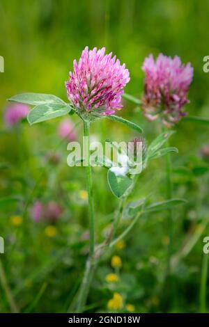 Fleur de trèfle rose poussant dans un pré Banque D'Images