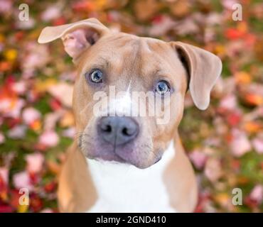 Chien mixte de couleur fauve et blanche, Pit Bull Terrier, entouré de feuilles d'automne colorées et regardant l'appareil photo Banque D'Images