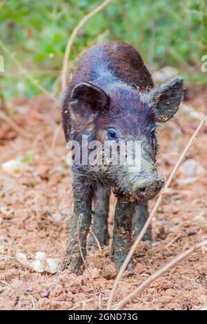 Petit cochon sur un champ près de Vinales, Cuba Banque D'Images