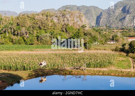 Vue sur une vache se reflétant dans un petit étang près de Vinales, Cuba Banque D'Images