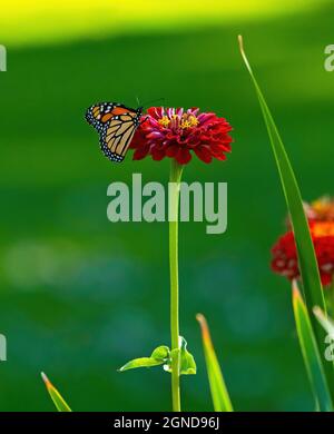 Un papillon monarque reposant au sommet d'une longue Zinnia rouge à tiges, dans la partie ombragée du jardin. Banque D'Images