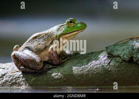 Ouaouaron américain (Lithobates catesbeianus) - Forêt nationale de Pisgah, Brevard, Caroline du Nord, États-Unis Banque D'Images