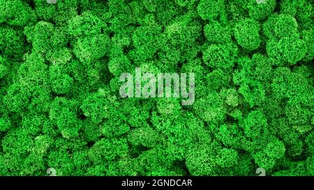 Fond de texture mousse, bannière avec mousse verte de renne dans la forêt, le jardin ou à l'intérieur. Panorama des plantes de lichen sur le mur intérieur de la maison comme desig intérieur Banque D'Images