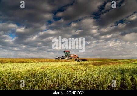 Comté de Rockyview Alberta Canada, septembre 22 2021 : un marécageux se trouve sur un champ de blé partiellement récolté, tôt le matin, dans les Prairies canadiennes. Banque D'Images