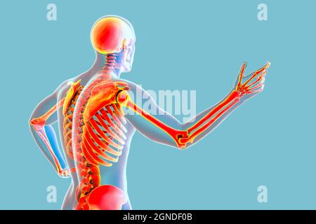 L'anatomie humaine, illustration Banque D'Images