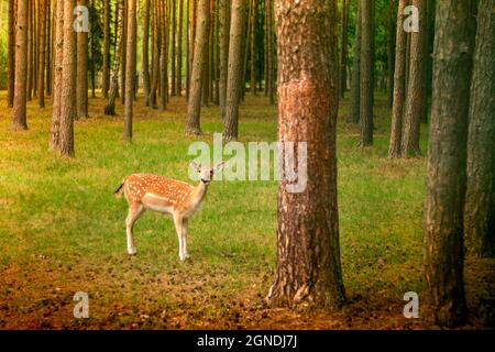 Petit cerf à pois mignon debout dans une forêt de glades parmi les pins au soleil Banque D'Images