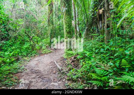 Sentier de randonnée dans le sanctuaire de la vie sauvage du bassin de Cockscomb, Belize. Banque D'Images