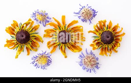 Aster violet séché et fleurs de rudbeckia jaune, pâquerettes et pétales de marigold disposés dans un motif sur fond blanc. Banque D'Images