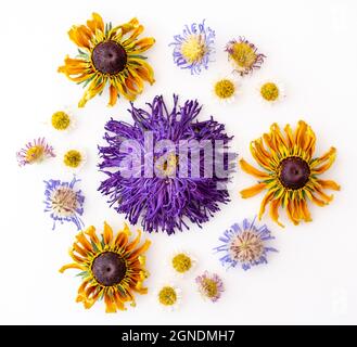 Aster violet séché et fleurs de rudbeckia jaune, pâquerettes et pétales de marigold disposés dans un motif sur fond blanc. Banque D'Images