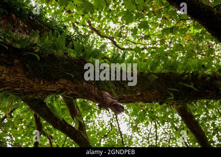 Fougères poussant sur le tronc d'un arbre ancien à Cumbria, Angleterre Banque D'Images