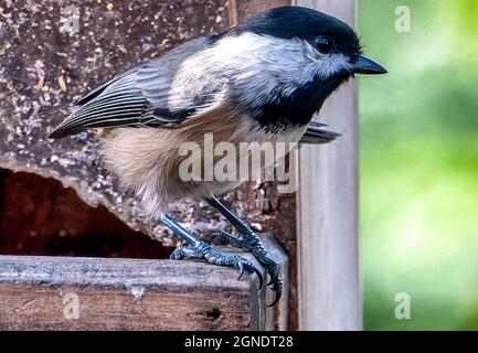 Carolina Chickadee sur le Suet Feeder Banque D'Images