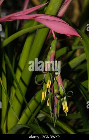 Tears de la reine, noix de Billbergia, détail fleur. Banque D'Images