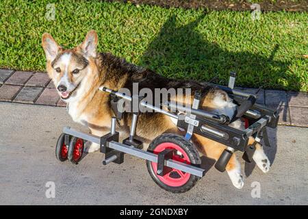 Miami Beach Florida, chien animaux de compagnie corgi myélopathie canine chronique, dégénérative radiculomyélopathie paralysie handicapés besoins spéciaux K 9 Panier Banque D'Images